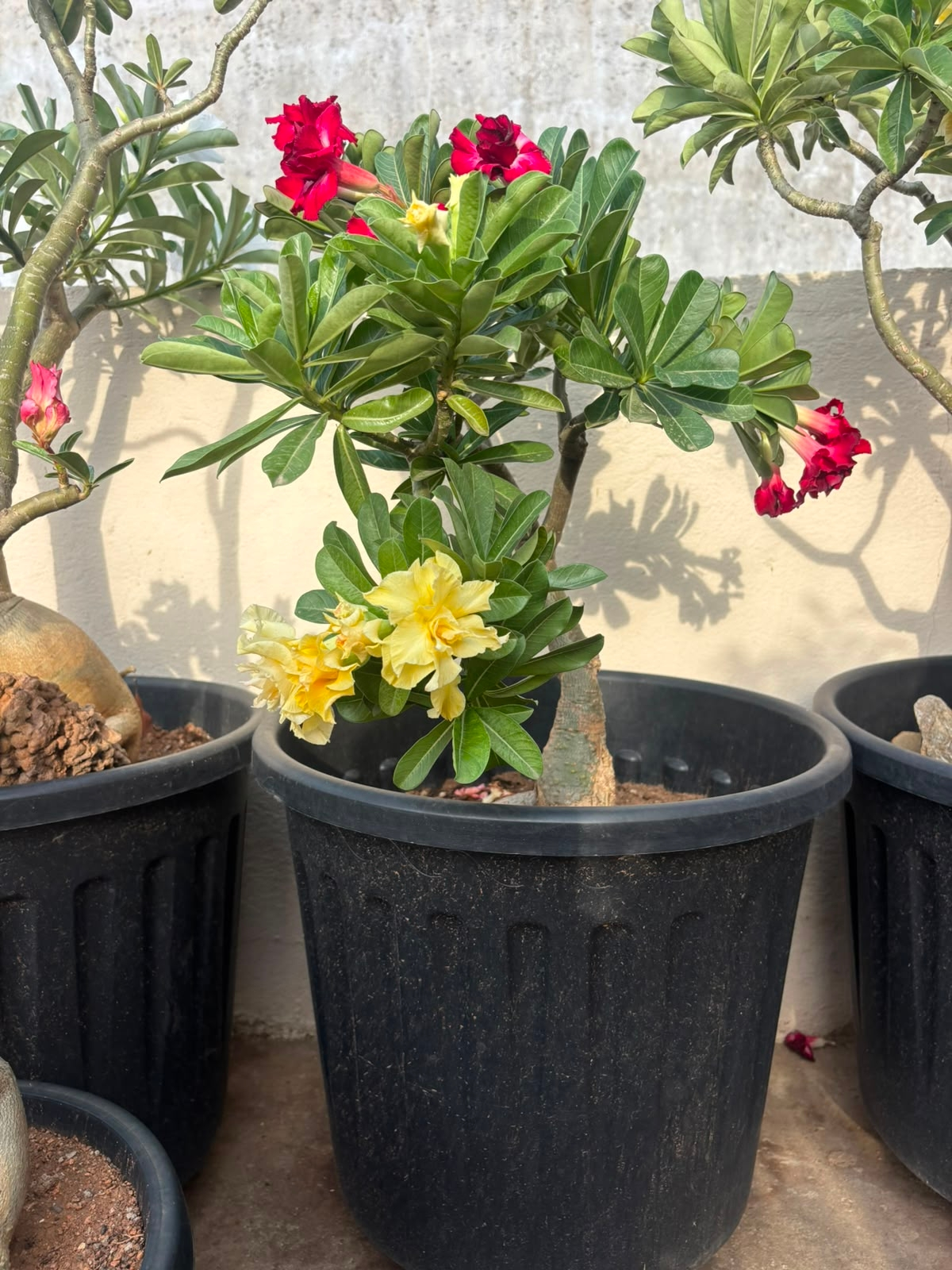 Flowering Adenium