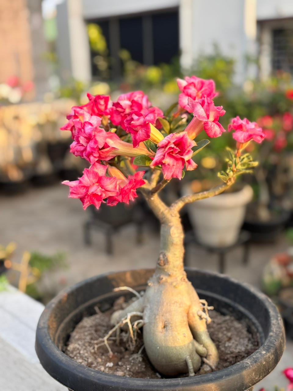 Adenium