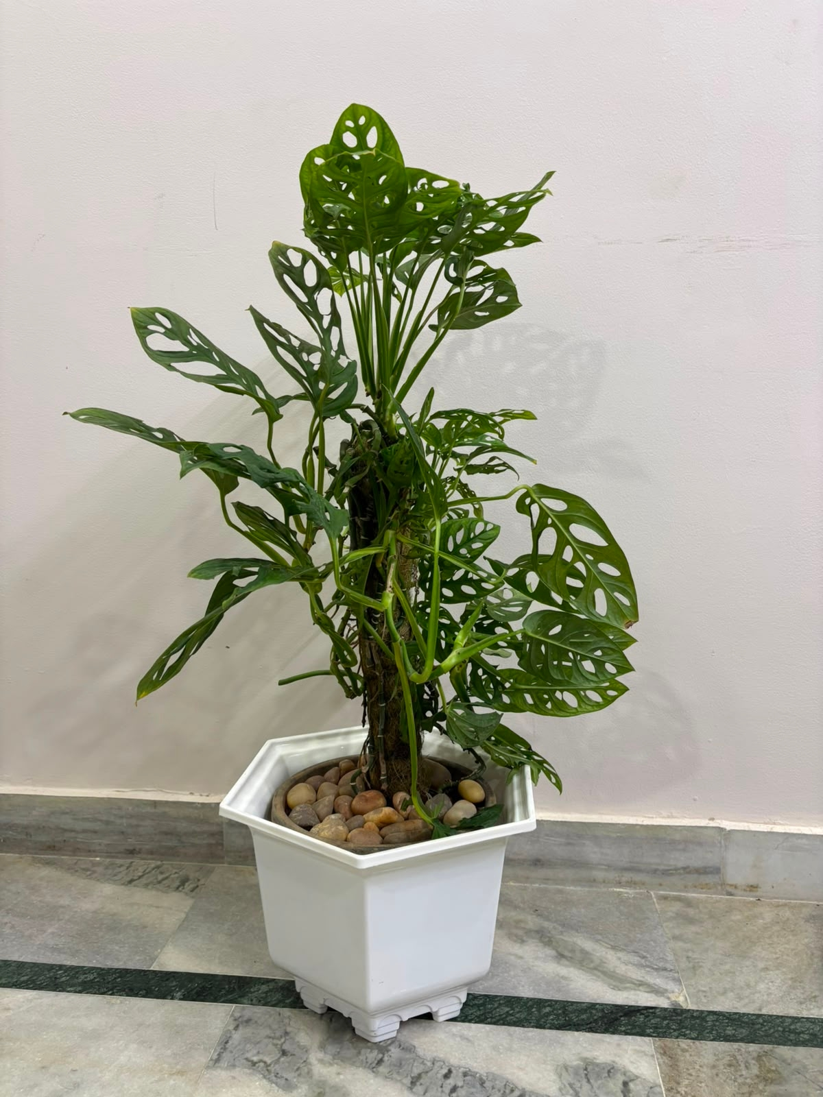 Indoor plants