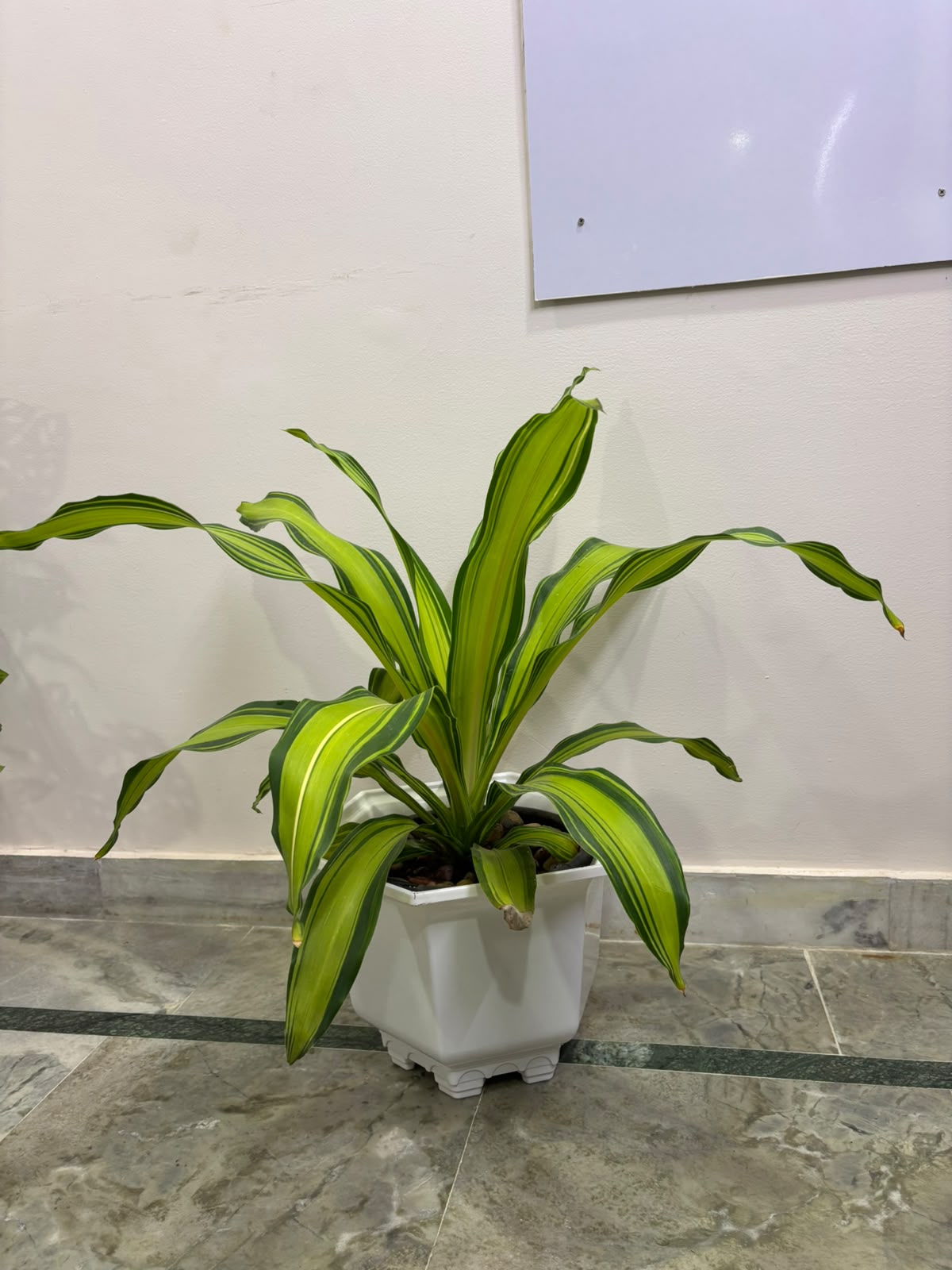 Variegated Schefflera